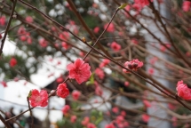 peach blossoms the color of vietnamese tet